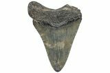 Fossil Megalodon Tooth - South Carolina #308084-1